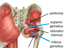 origin: posterior sacrum, ischium, pubis
insertion: greater trochanter area
action: hip lateral rotation
nerve: spinal nerves & obturator nerve