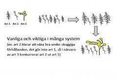 Art 3 påverkar interaktionen mellan art 1 & 2. Tex. alg 1 konkurrerar ut alg 2, men inte där den stora alg 3 finns för den skuggar för mycket. Alg 2 kan dock växa i skugga så den utkonkurrerar alg 1 då.