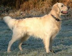 -Origin: British Isles

-Color: Golden shades; NEVER red

-Coat: Dense and water repellant with good undercoat

-One of the most popular breeds

-Rep. of being the best "family dog"