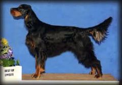 -Origin: Scotland

-Color: Black with tan markings

-Coat: Straight or slightly wavy

-Only black and tan setter

-Very loyal and obedient

-Gentle and easy with kids; great family dog