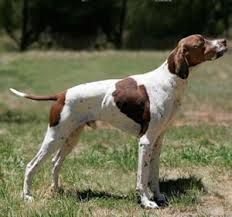 -Origin: England

-Color: Primarily white, but may be liver, lemon, black, or orange, either solid patched or specled, smooth coat

-Energetic and affectionate

-Hunts by pointing in the direction of the prey