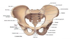Hip																						Pelvis 


 • Comprises of: 
 Left and right pelvic bones 
 Sacrum 
 Coccyx 



• Contains four joints 


• Offers protection of the intestinal tract, urinary tract, internal genital						organs 


• Link between th...