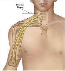 The brake-e-uhl plexus is a bundle of nerves in the chest that control the arm.