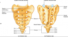 Sacrum 


• Five fused sacral vertebrae (S1 → S5) 
• Anterior surface concave, posterior surface convex 
• Articulates with the lumbar vertebrae (L5), pelvic bones,