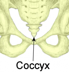 Coccyx: 


• Four fused coccygeal vertebrae 
• No vertebral arch or canal 
• Bears weight during sitting (leaning backwards)