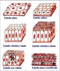 Forma la epidermis y recubiertas
también las fauces y el esófago.
el citoplasma es reemplazado por
queratina, por lo que las células se secan y
se transforman en escamosas.
En la superficie externa expuesta las células
exteriores pierden...