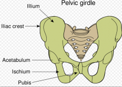 Pubis
 
Body

Pubic tubercle 

 Public crest 

 Superior pubic ramus 

 Inferior pubic ramus 

 Pectineal line