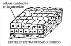 Hay epitelio cubico de dos capas en los conductos de excrecion de las glandulas sudoriparas