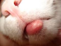 Cats get this, unknown aetiology but probably immune mediated