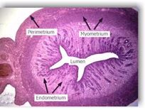 1. perimetrium 
2. myometrium 
3. endometrium 
