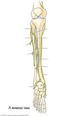 Common fibular nerve