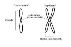 Cromatide
 
Cromatides hermanas
 
Centrómero
