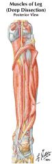 Fibular (peroneal) artery