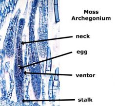 In plants, the female gametangium, a moist chamber in which gametes develop.
