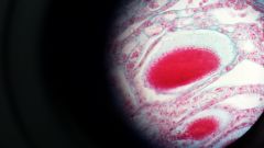 spermatogenous tissue