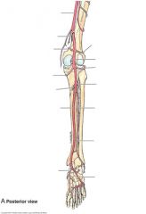 Posterior tibeal artery (vein runs with it)