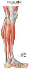 Superificial fibular (peroneal) nerve