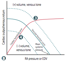 -Changes in circulating volume or venous tone >> altered RA pressure for a given CO


-MSP (x-intercept) changes w/ volume & venous tone


3. venous return increased by: fluid infusion, sympathetic activity


4. decreased by:  acute hemorrh...