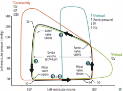 1. isovolmetric contraction - period between mitral valve closing and aortic valve opening; highest O2 consumption - S1 at beginning


2. Systolic ejection - period between aortic valve opening and closing - S2 at end


3. Isovolumetric relaxa...