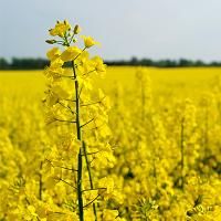oilseed rape, a Eurasian plant with bright yellow flowers