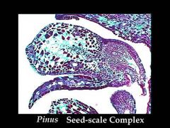 seed-scale complex