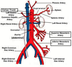 Vitilline aa. fuse with abdominal aorta (fusion caudal to T4 from dorsal aorta):
1. Coeiliac artery (T12- foregut)
2. Superior Mesenteric Artery (L1-midgut)
3. Inferior Mesenteric Artery (L3-hindgut)