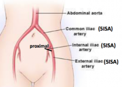 1. Common iliac artery
2. Internal iliac artery**
3. External iliac artery

Proximal segment of internal iliac artery fuses with proximal umbilical arteries pre-natal
