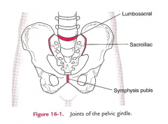 Sacroiliac joint 


• Articulation between the lateral aspect of the sacrum and iliac bones 


• Supported by the anterior, interosseous and posterior sacroiliac						ligaments 


 • Helps to transmit forces between the spine and lower limb ...