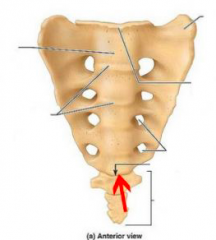Sacrococcygeal joint 


 • Articulation between the sacrum (S5) and coccyx 


• Supported by the anterior and posterior sacrococcygeal ligaments 


• No movement offered