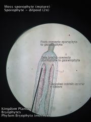 - Seta = stalk connecting sporophyte to gametophyte
- Foot = connection point between sporophyte and gametophyte
- Ploidy = 2n