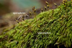 - Seta = stalk connecting sporophyte to gametophyte