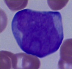 Most immature
Progenitor cell (committed to this line), earliest cell we can def. say is in myelo line, but don't know yet if neutrophil/eosinophil/basophil
Percent in B = 0-2 %
No cytoplasmic granules yet (no primary or secondary granules)
N:C ra...