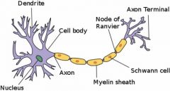 a cell in the body, including in the brain, that sends information using both electrical and chemical processes