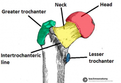 Proximal femur 


• Head of femur 
• Neck of femur 
• Greater trochanter 
• Lesser trochanter 
• Trochanter fossa 
• Intertrochanteric line 
• Quadrate tubercle 
• Gluteal tuberosity
