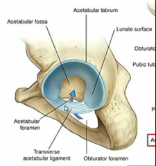    Acetabulum                      



• Lunate surface 
      Articular surface (hyaline cartilage) 
      Thickest at superior aspect 


 • Acetabular fossa 
      • Non-articular 
      • Ligament of head of femur 


• Acetabular notc...