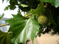 Leaves maple-like but alternate, fruit an aggregate of achenes, buds infrapetiolar