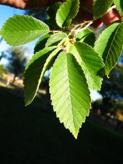 inequilater leaf base, doubly serrated leaves, fruit a single seed samara with hairy circular wing (press "H" ),