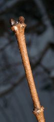 Acer ginnala  
- Slender, glabrous, reddish brown, lighter lenticels, raised leaf scars and short broad buds.


-samara wings nearly parallel