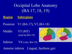 What happens in the OCCIPITAL  lobe?  What happens with a lesion in this area?