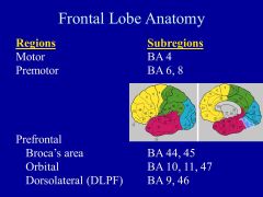 What happens in the FRONTAL  lobe? What happens with a lesion in this area?