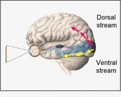 Dorsal: “where” pathway
Ventral: “what” pathway