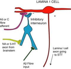 stimulation of non-noxious/mildly stimulate lamina II cels which inhibit lamina II cells.