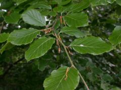 Smaller leaves and darker twig/buds than American cousin,