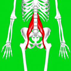 Origin
T12→L5 vertebrae/IV discs



 Insertion
Lesser trochanter


  Action
Hip flexion



 Innervation																														
Anterior rami