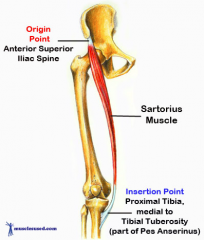Origin
ASIS 



 Insertion
Medial surface of tibia (yes anserinus) 


Action
Hip flexion Knee flexion Abduction External rotation



 Innervation
Femoral nerve