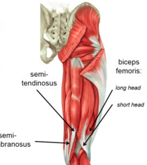Posterior compartment 


• Contains three (3) muscles; 
1. Biceps femurs (long head and short head) 
2. Semitendinosus 
3. Semimembranosus 


 • All three cross the hip and knee joints 
     • Short head of biceps femurs only crosses the kne...