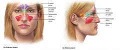 1. Maxillary Sinus (maxillary bone) - LARGEST
2. Frontal Sinus (found in frontal bone)
3. Ethmoidal air cells (sinus) - ethmoid bone
4. Sphenoid sinus - sphenoid bone