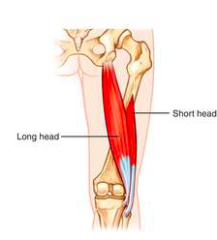 Origin
 LH: ischial tuberositySH: linea aspera 



 Insertion
Head of fibula	
 Action
Hip extensionKnee flexionExternal rotation of leg


 Innervation
Sciatic nerve (L5, S1, S2)