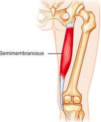 Origin
Ischial tuberosity


Insertion
Medial surface of proximal tibia


 Action 
 Hip extensionKnee flexionInternal rotation of leg



Innervation 
Sciatic nerve (L5, S1, S2)