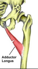 Origin
Body of pubis


Insertion
Middle 1/3 lineaaspera															  


Action
Hip adduction Internal rotation


 Innervation

Obturator nerve